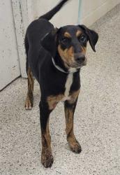 Shelter Stray Female Dog last seen Near E Truman Rd, 64126, MO, 7077 Elmwood Ave, Kansas City, MO 64132, USA