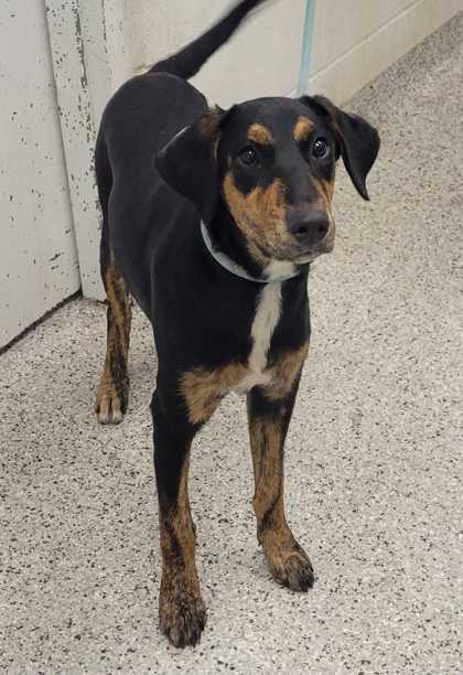 Shelter Stray Female Dog last seen Near E Truman Rd, 64126, MO, 7077 Elmwood Ave, Kansas City, MO 64132, USA