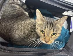 Shelter Stray Female Cat last seen Near Oak Park Circle NE Atlanta, GA 30324, 30324, GA, 3280 Chamblee Dunwoody Rd, Chamblee, GA 30341, USA