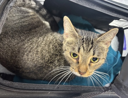 Shelter Stray Female Cat last seen Near Oak Park Circle NE Atlanta, GA 30324, 30324, GA, 3280 Chamblee Dunwoody Rd, Chamblee, GA 30341, USA