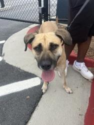 Shelter Stray Female Dog last seen Near Piedmont AVE, Atlanta, GA, 1251 Fulton Industrial Blvd NW, Atlanta, GA 30336, USA