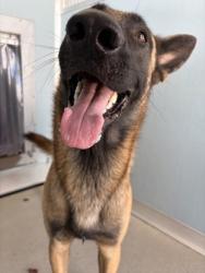 Shelter Stray Male Dog last seen S Oak ST & W Ontario Ave, Caruthers Zone Fresno CO 1B 93609, CA, 1510 W Dan Ronquillo Dr, Fresno, CA 93706, USA