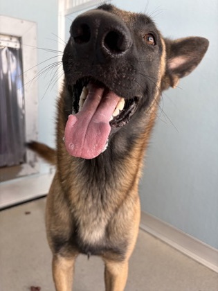 Shelter Stray Male Dog last seen S Oak ST & W Ontario Ave, Caruthers Zone Fresno CO 1B 93609, CA, 1510 W Dan Ronquillo Dr, Fresno, CA 93706, USA