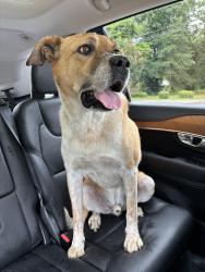 Found/Stray Male Dog last seen N. Carlisle, Southern Pines, NC 28387