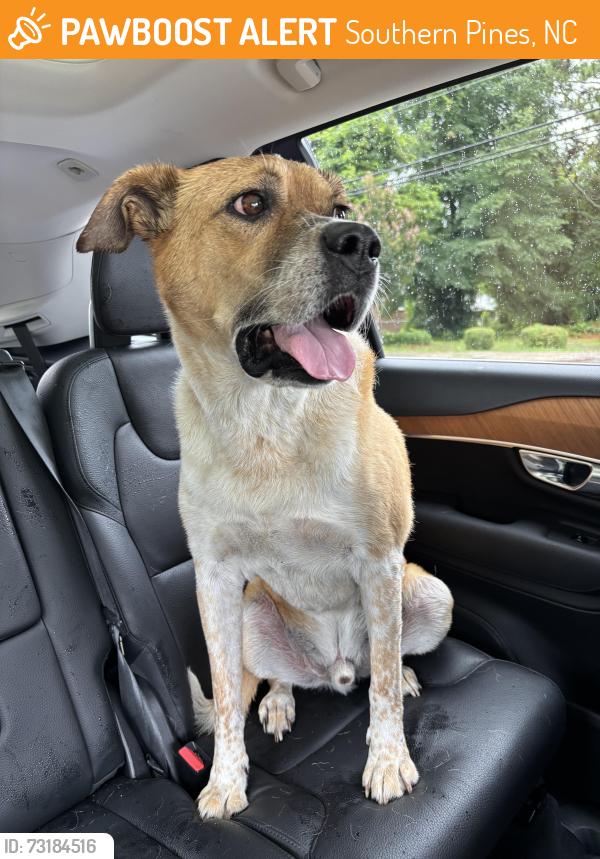 Found/Stray Male Dog last seen N. Carlisle, Southern Pines, NC 28387
