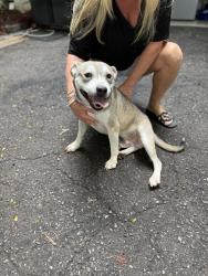Found/Stray Male Dog last seen Wilkinson Blvd, Belmont, NC 28012