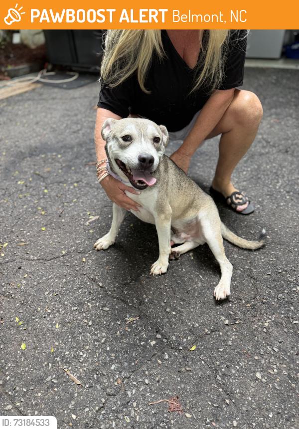 Found/Stray Male Dog last seen Wilkinson Blvd, Belmont, NC 28012