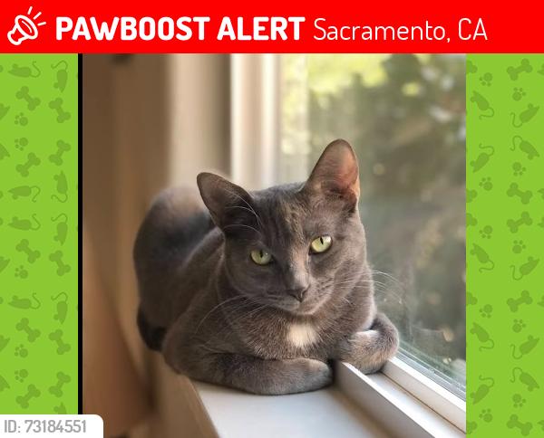 Lost Female Cat last seen 45th and elvas, Sacramento, CA 95819