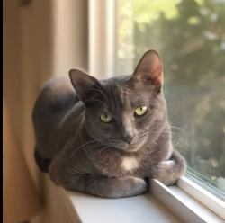 Lost Female Cat last seen 45th and elvas, Sacramento, CA 95819