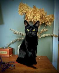Reunited Female Cat last seen Keaneland Dr., Richmond, VA 23225