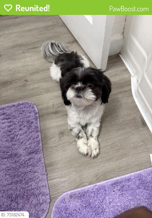 Reunited Male Dog last seen Benson and Caton, Baltimore, MD 21223