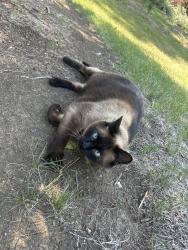 Found/Stray Male Cat last seen Landings st and mariner st behind the landings sign, Fort Collins, CO 80525