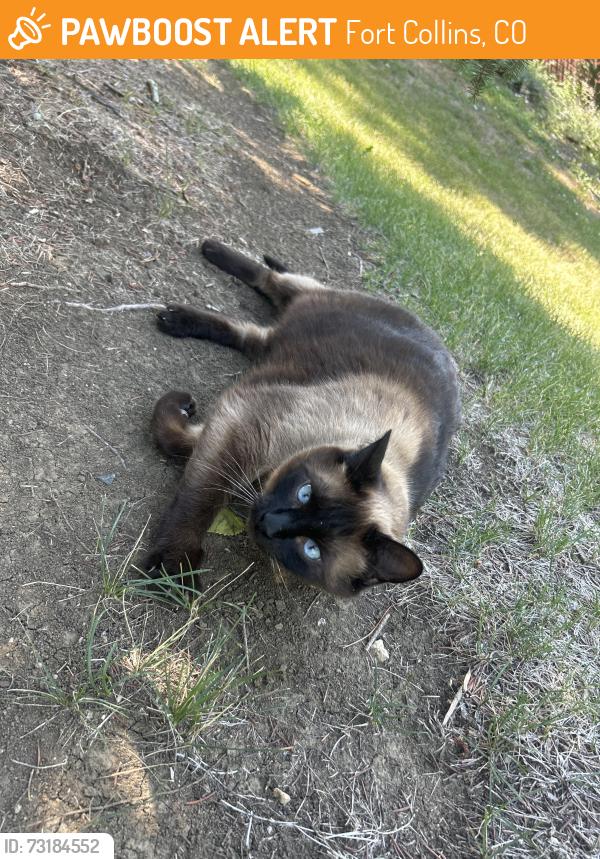 Found/Stray Male Cat last seen Landings st and mariner st behind the landings sign, Fort Collins, CO 80525