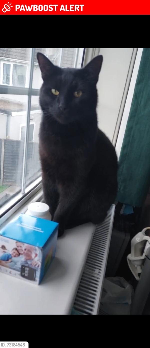 Lost Male Cat last seen Bridgemary Community school, Hampshire, England PO13 0LP