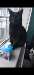 Lost Male Cat last seen Bridgemary Community school, Hampshire, England PO13 0LP