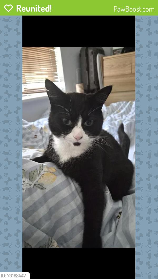Reunited Male Cat last seen HP11 2JA, Buckinghamshire, England HP11 2JA