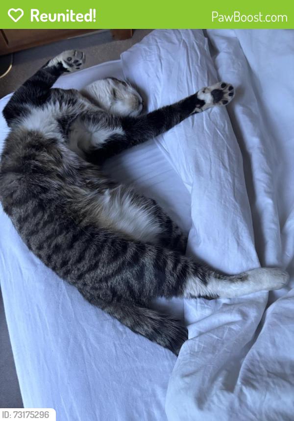 Reunited Male Cat last seen Wilson street, Rainbow Hill, England WR3 8NN