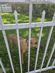 Reunited Male Dog last seen Fairview/Anderson Snow, Spring Hill, FL 34609