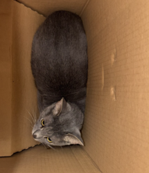 Shelter Stray Unknown Cat last seen Near Hecate Drive, VIRGINIA BEACH, VA, 23454, 341 S Birdneck Rd, Virginia Beach, VA 23451, USA