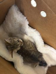Shelter Stray Male Cat last seen Reflections Apartments, VIRGINIA BEACH, VA, 23452, 341 S Birdneck Rd, Virginia Beach, VA 23451, USA