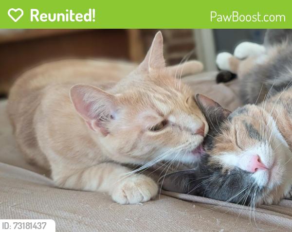 Reunited Male Cat last seen Seventh and Magazine, New Orleans, LA 70115