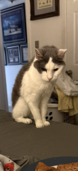 Reunited Male Cat last seen Edgehill Dr. Montclair, Montclair, VA 22025