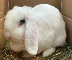 Shelter Stray Female Rabbit last seen Daffodil Court, STATEN ISLAND, NY, 10312, 3139 Veterans Rd W, Staten Island, NY 10309, USA