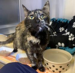 Shelter Stray Female Cat last seen Near Marigold Rd, LIVERMORE, CA, 94550, 8323 Baldwin St, Oakland, CA 94621, USA