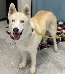 Shelter Stray Male Dog last seen Near N Warm Springs Road, SALT LAKE CITY, UT, 84116, 511 W 3900 S, Salt Lake City, UT 84123, USA