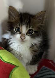 Shelter Stray Male Cat last seen 70th Street, San Diego, CA, 92115, 5500 Gaines St, San Diego, CA 92110, USA