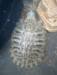 Shelter Stray Female Reptile last seen Near W Lincoln Avenue, Escondido, CA, 92026, Escondido, CA 92027, USA