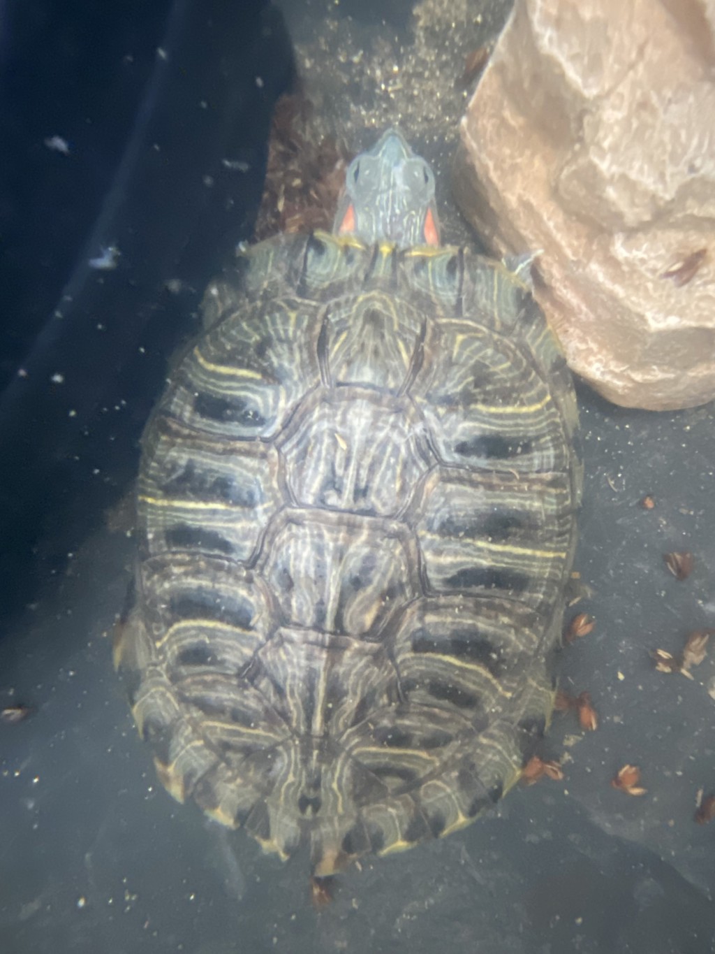 Shelter Stray Female Reptile last seen Near W Lincoln Avenue, Escondido, CA, 92026, Escondido, CA 92027, USA