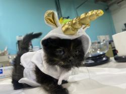 Shelter Stray Female Cat last seen Bullock Drive, San Diego, CA, 92114, 5500 Gaines St, San Diego, CA 92110, USA