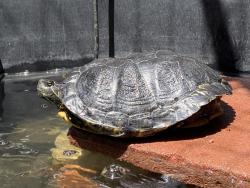 Shelter Stray Female Reptile last seen Near Plaza Dolores, San Diego, CA, 92128, Escondido, CA 92027, USA