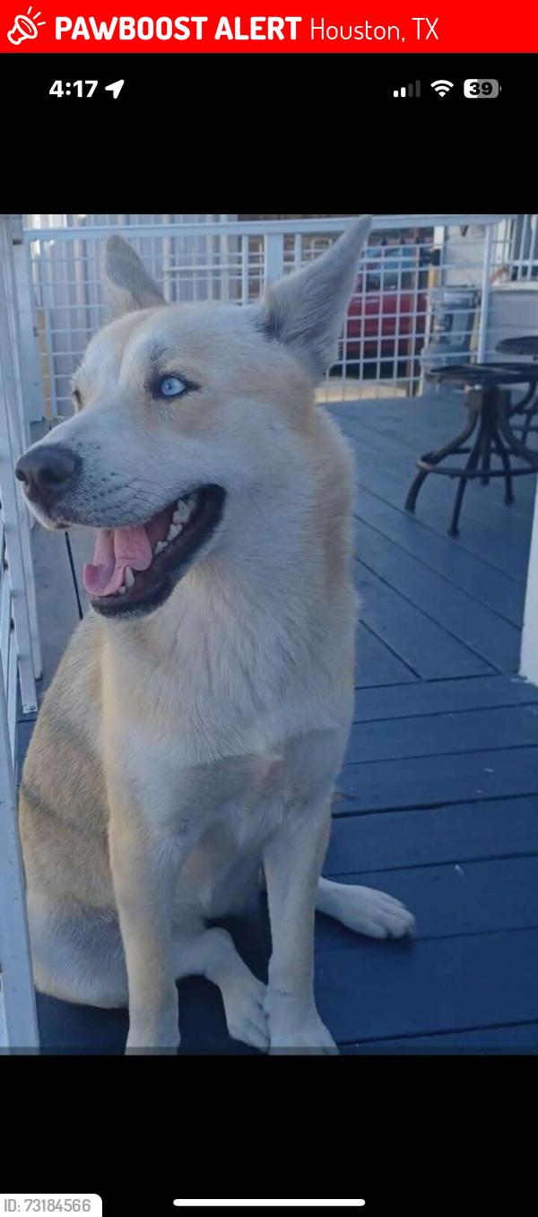 Lost Female Dog last seen Whole Foods, Houston, TX 77008