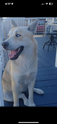 Lost Female Dog last seen Whole Foods, Houston, TX 77008
