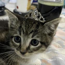 Shelter Stray Female Cat last seen Bullock Drive, San Diego, CA, 92114, 5500 Gaines St, San Diego, CA 92110, USA