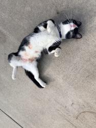 Found/Stray Female Cat last seen Silver Collection at the Park, Huntersville, NC 28078