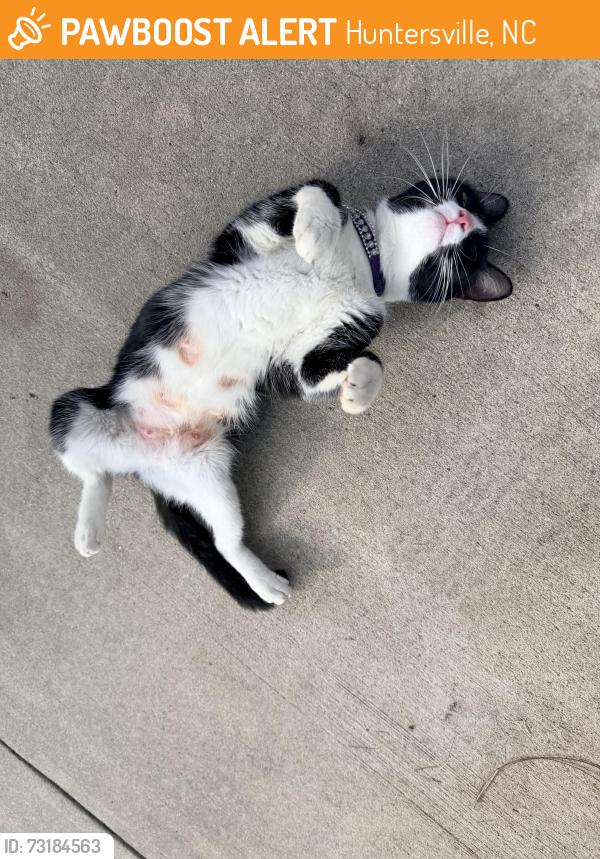 Found/Stray Female Cat last seen Silver Collection at the Park, Huntersville, NC 28078