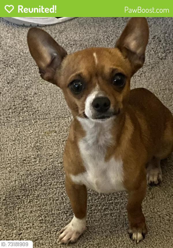 Reunited Male Dog last seen Near Mapleview St, Lakeside, CA 92040, USA, Lakeside, CA 92040