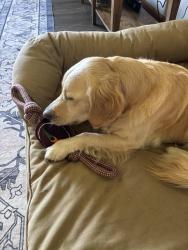 Found/Stray Male Dog last seen Crawford and West 22nd, Bellevue, NE 68005