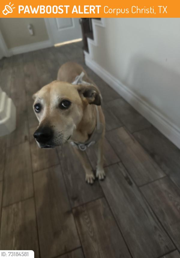Found/Stray Female Dog last seen Graford pl, Corpus Christi, TX 78413