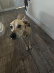 Found/Stray Female Dog last seen Graford pl, Corpus Christi, TX 78413