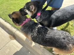 Reunited Female Dog last seen 14th and De Leon, Midlothian, TX 76065