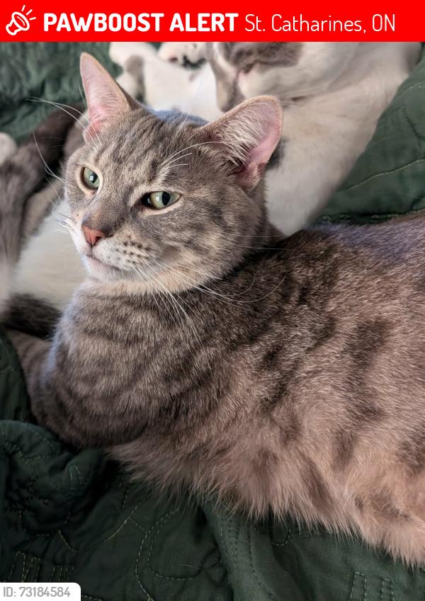 Lost Male Cat last seen Niagara Street, near Kiwanis and Facer street, St. Catharines, ON 
