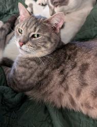Lost Male Cat last seen Niagara Street, near Kiwanis and Facer street, St. Catharines, ON 