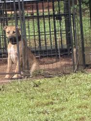 Reunited Male Dog last seen Roams the neighborhood, Pinson, AL 35126