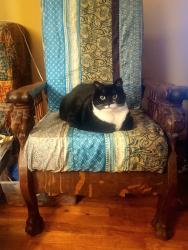 Reunited Female Cat last seen Galenst and Kingsgate, Lake Oswego, OR 97035
