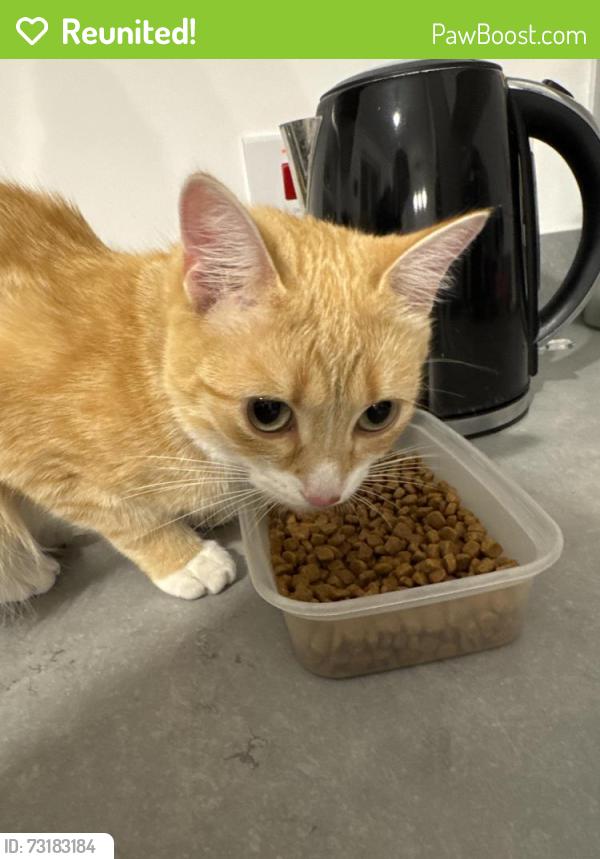 Reunited Female Cat last seen St Augustine’s est herne bay, Kent, England CT6 6XD