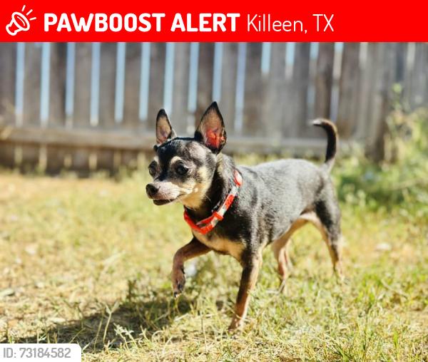Lost Female Dog last seen Causeway Ct, Killeen, TX, Killeen, TX 76549
